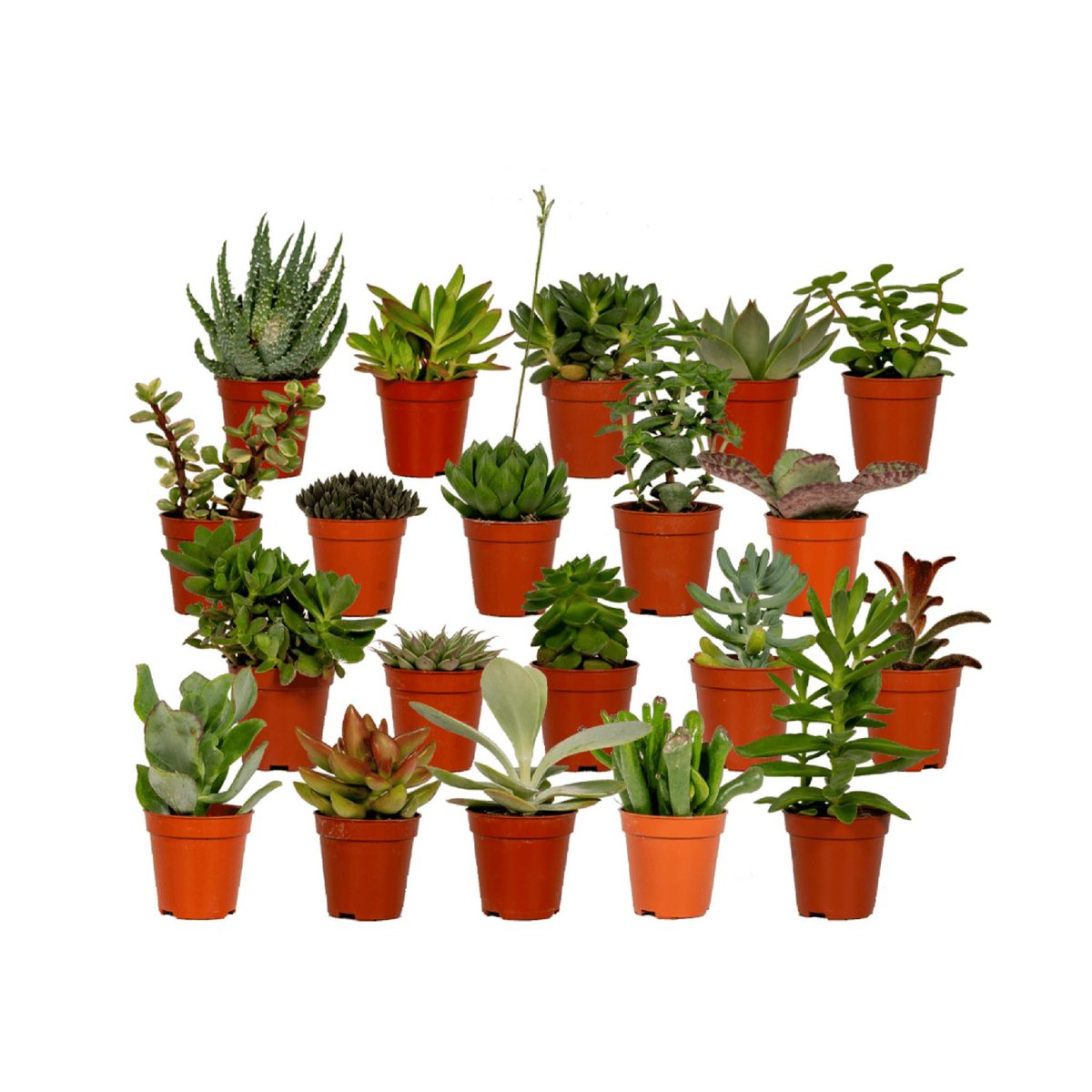 Succulent Mix - 20 pieces - ø5.5cm - ↕7 cm