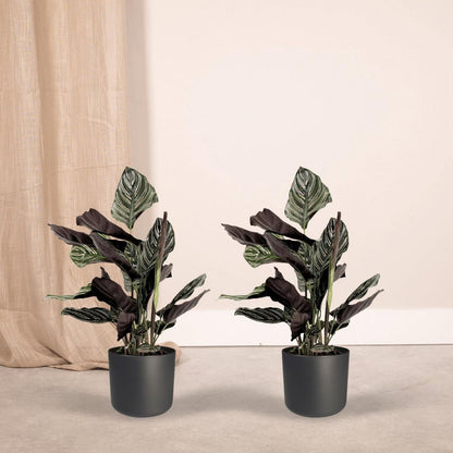 Calathea Ornata - Peacock plant - 2 pieces - ø14cm - ↕50cm