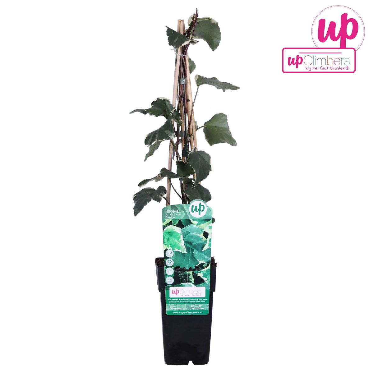 Hedera algeriensis 'Gloire de Maren' - ↕65cm - Ø15