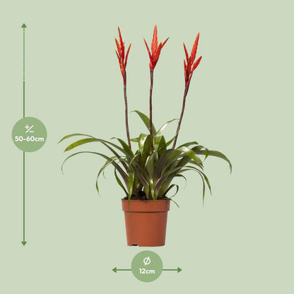 Vriesea Elan Tuft - Ø12cm - ↕55cm