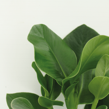 Clusia Princess (Handtekeningboom) - 2 stuks - Ø12cm - ↕15cm