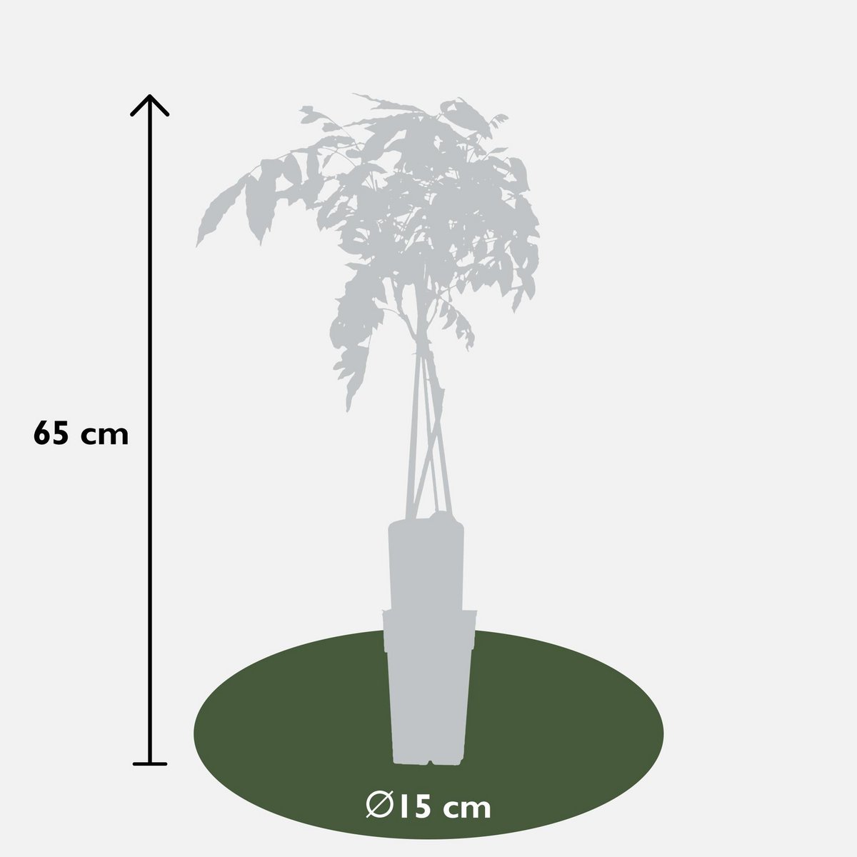 Wisteria sinensis 'prolific' - blue rain - Ø15cm - ↕65cm