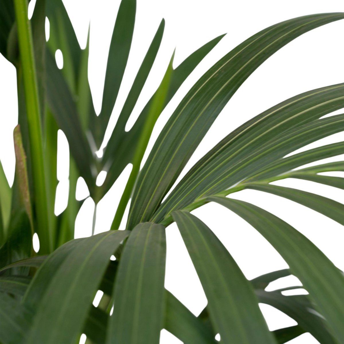 Howea Forsteriana - Kentia palm - Ø24cm - ↕120cm