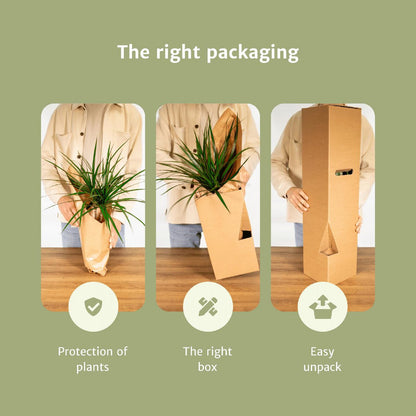 Animal-friendly plant box - 4 houseplants - Ø12cm - Various heights