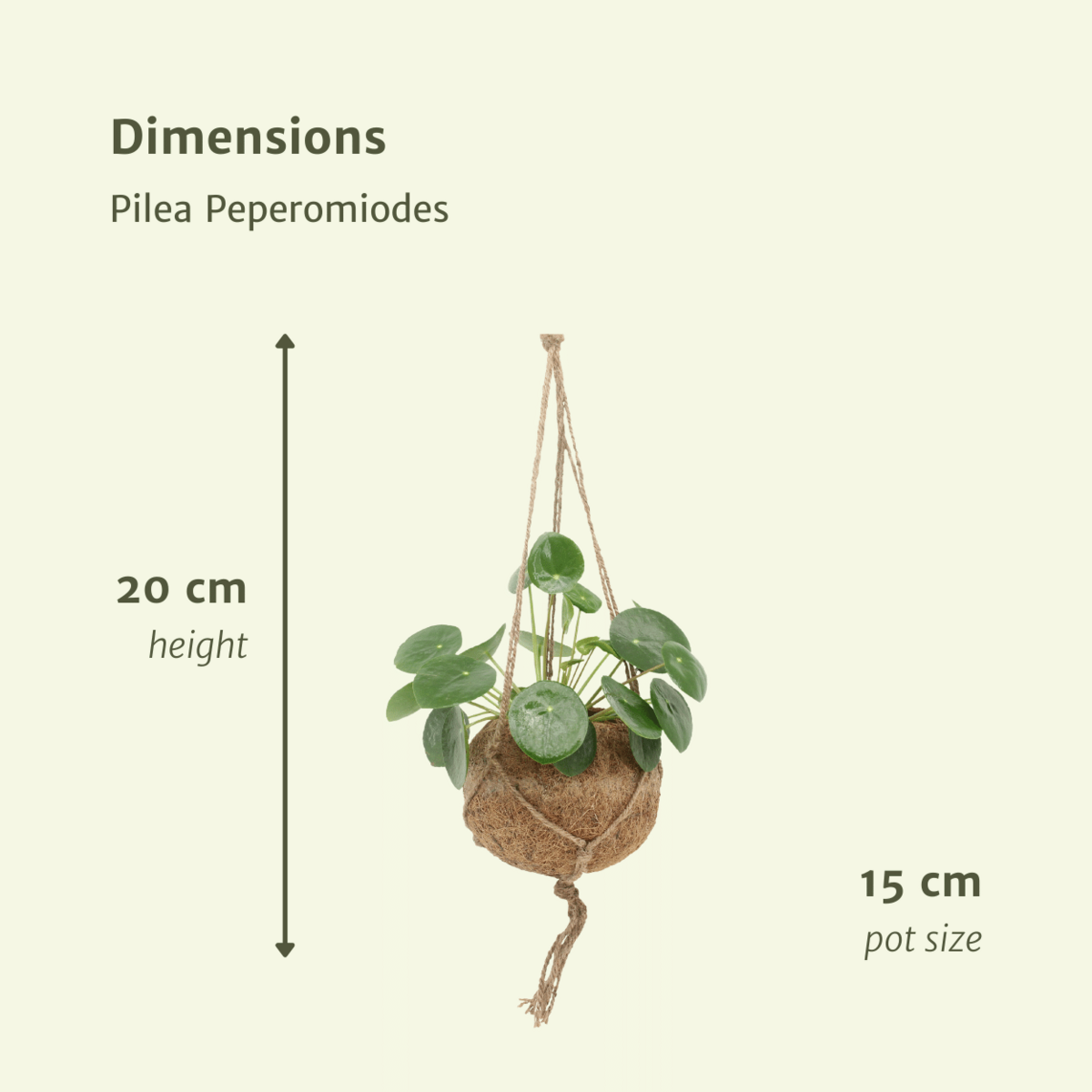 2x Kokodama Pilea Peperomiodes - Pannekoekenplant - 20cm - ø15