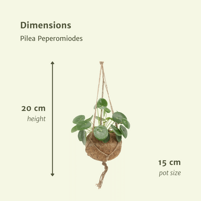 2x Kokodama Pilea Peperomiodes - Pannekoekenplant - 20cm - ø15
