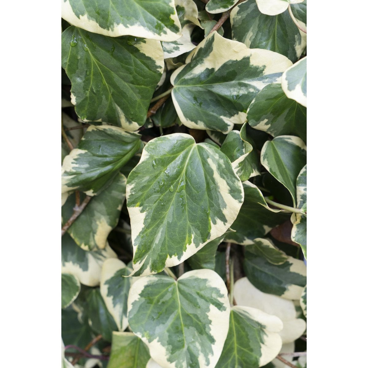 Hedera Colchica 'Dentata variegata' - Ø15cm - ↕65cm