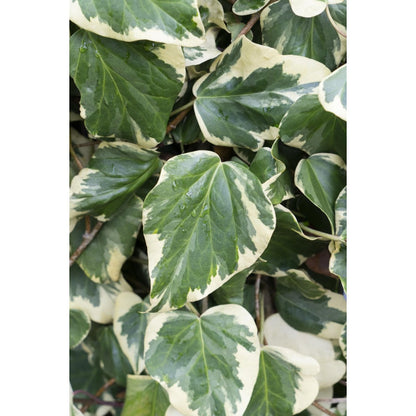 Hedera Colchica 'Dentata variegata' - Ø15cm - ↕65cm