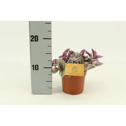 Tradescantia Sweetness 10,5cm - Ø10,5cm - ↕10cm