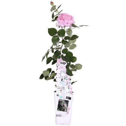 Rosa Crazy in love 'Pink' - ↕65cm - Ø15