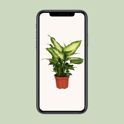 Dieffenbachia 'Camilla' | [P12-H35]