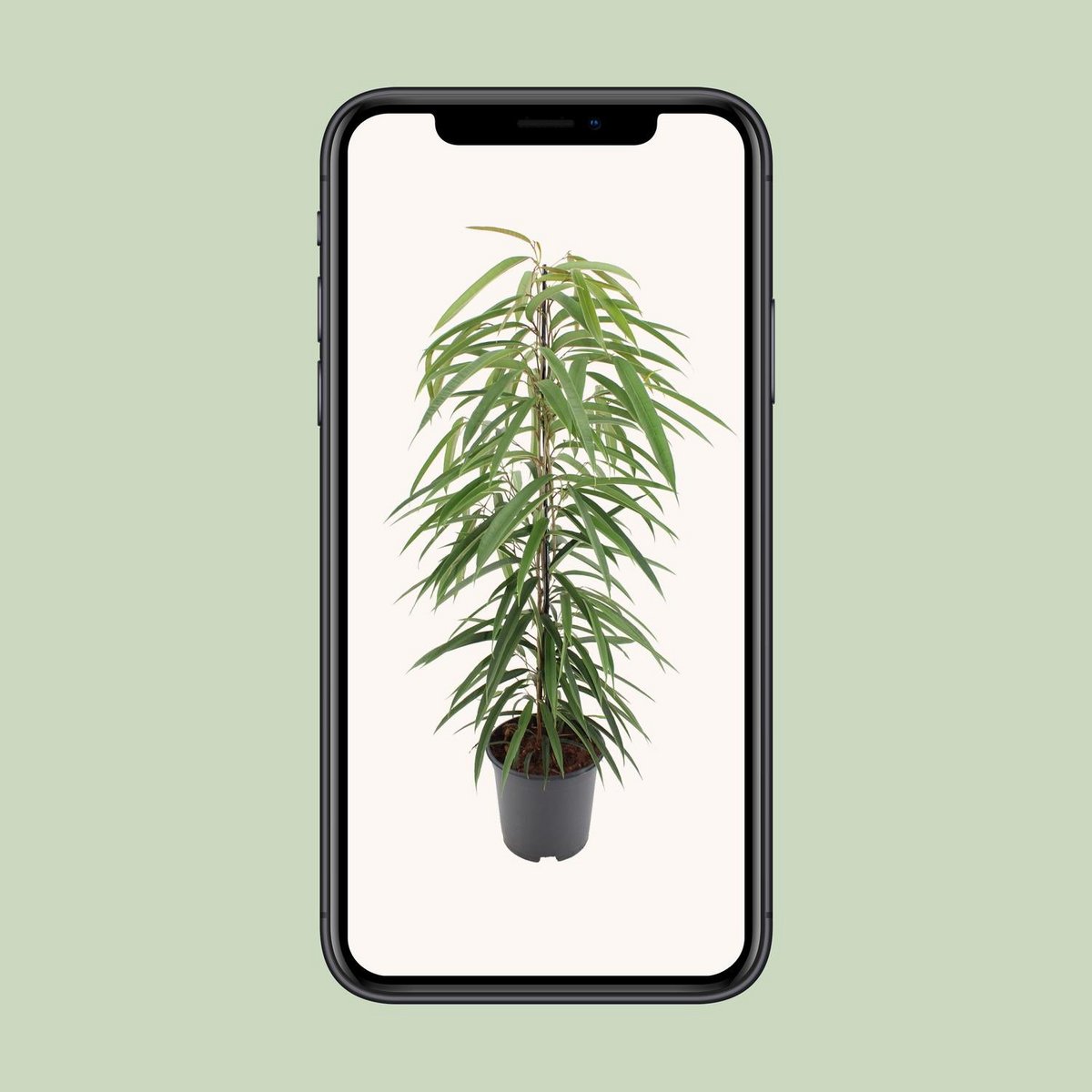 Ficus Binnendijkii Alii - 80cm - 21ø