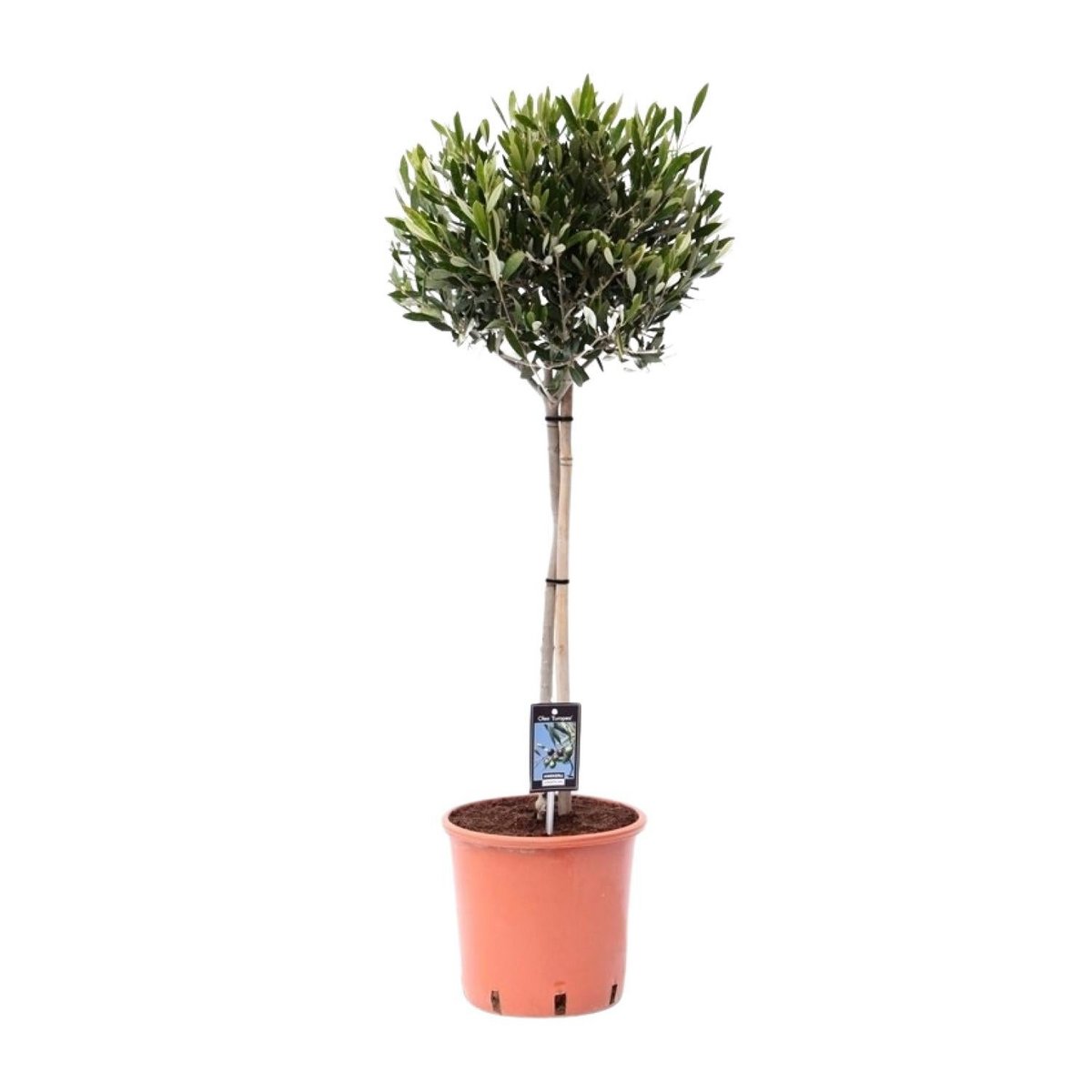 Olea Olive - Ø22cm - ↕100cm