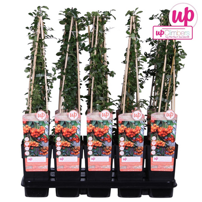 Pyracantha 'Orange Glow' - Ø15cm - ↕65cm