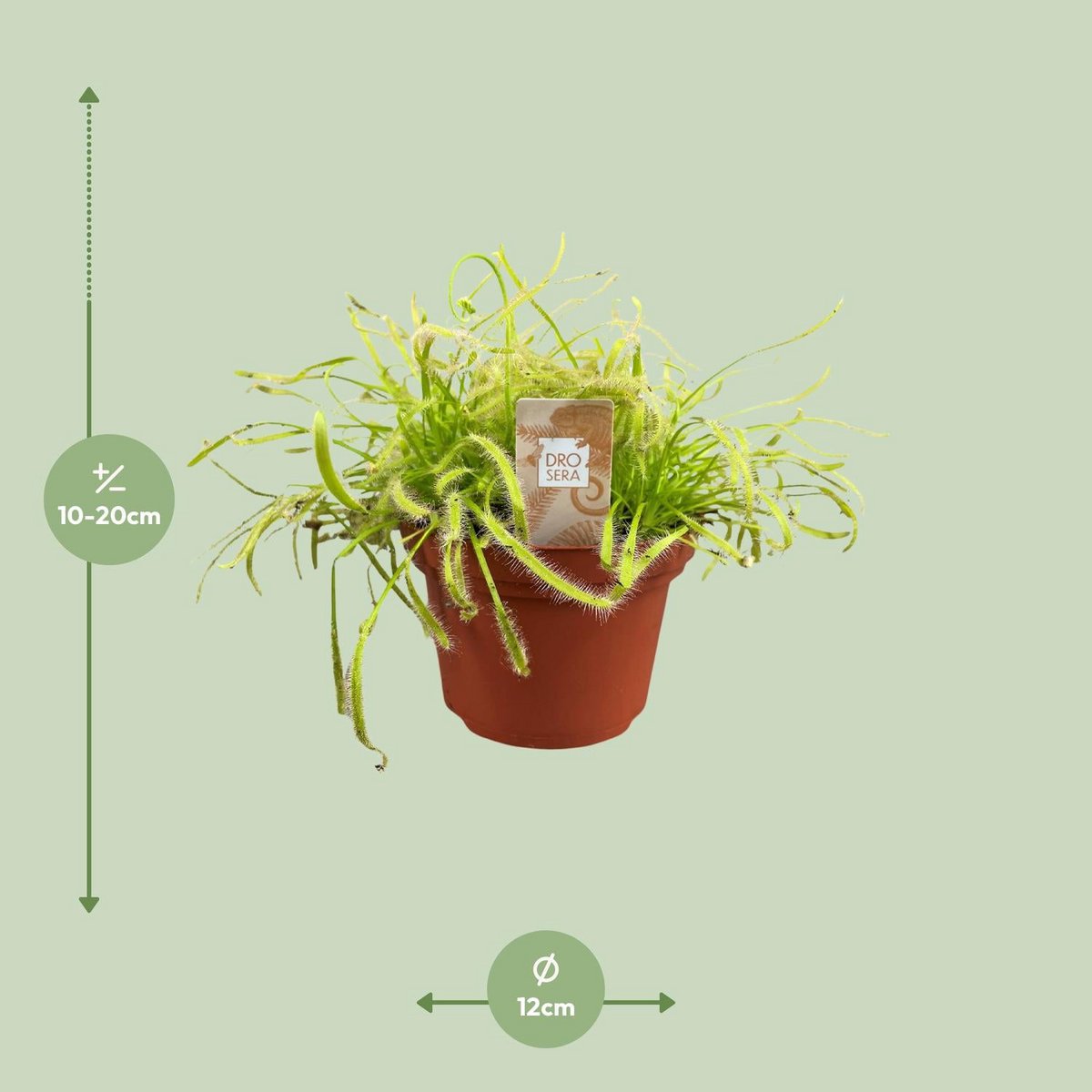 Drosera Capensis - Ø12cm - ↕17cm