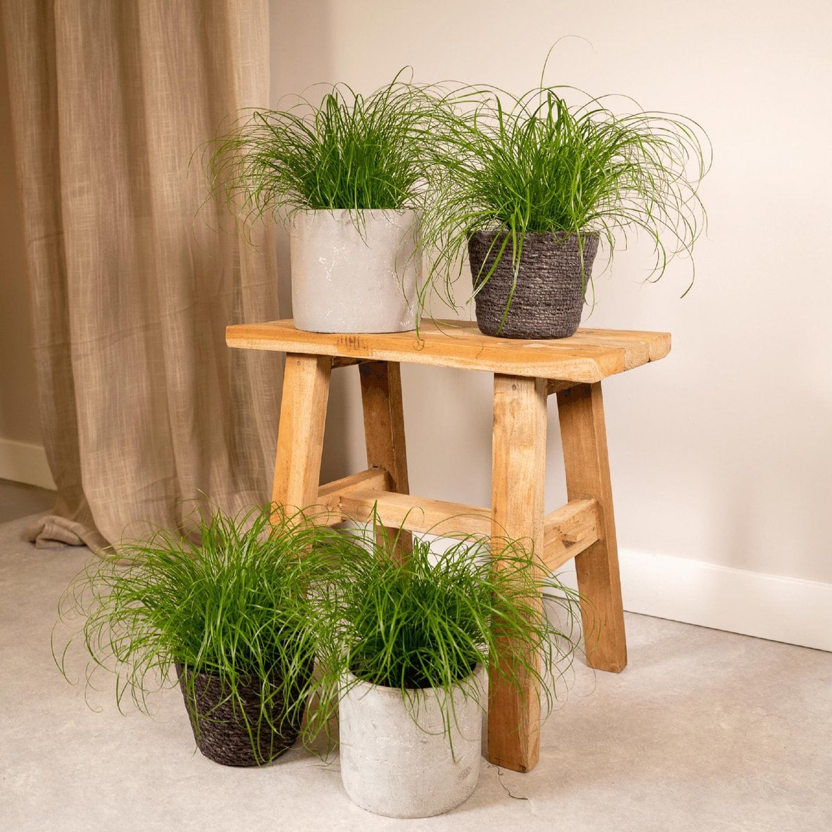 Cyperus Alternifolius - 4 pieces - ø12cm - ↕20cm