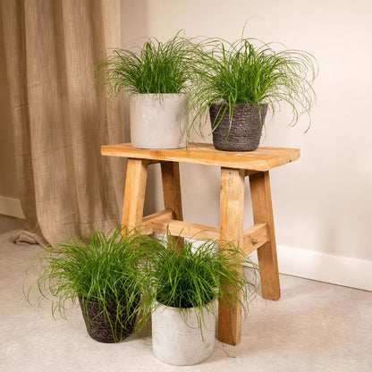 Cyperus Alternifolius - 4 pieces - ø12cm - ↕20cm