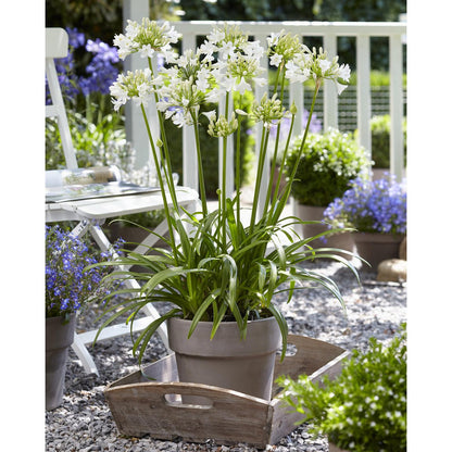 Agapanthus 'Ever White' - Ø19cm - ↕30cm