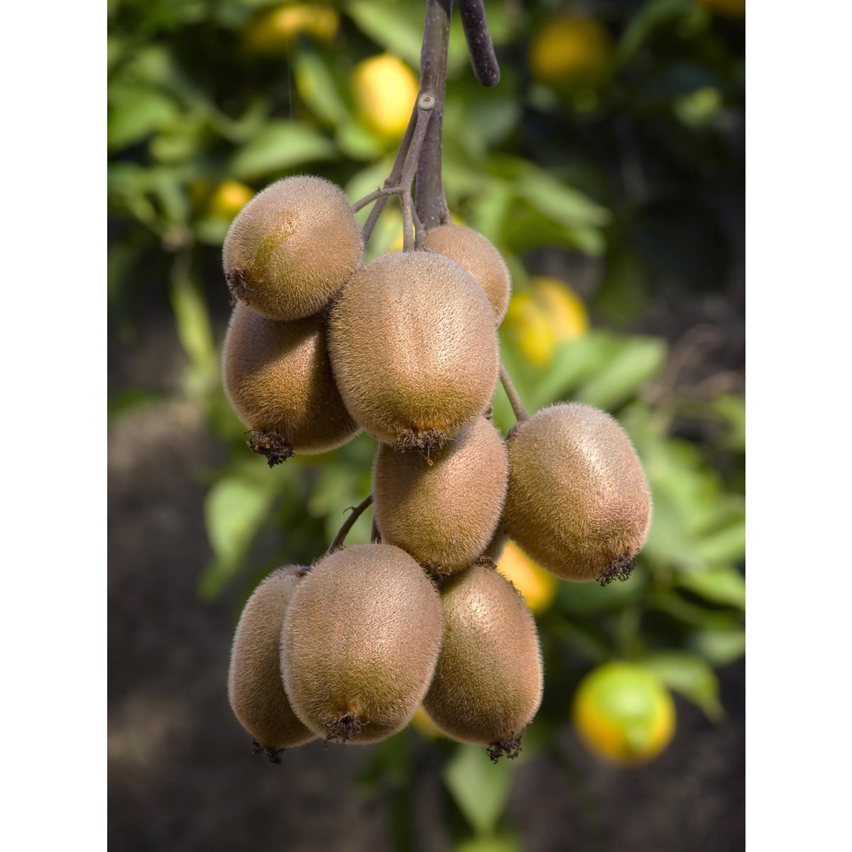 Actinidia delciosioa 'Jenny' - Kiwi - Ø13cm - ↕45cm