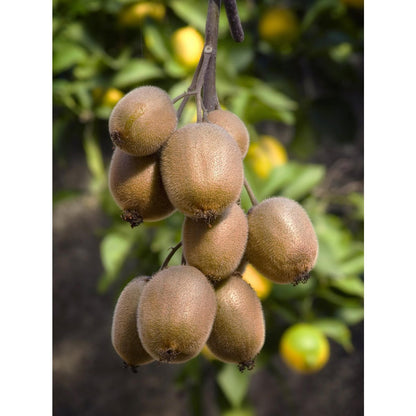 Actinidia delciosioa 'Jenny' - Kiwi - Ø13cm - ↕45cm