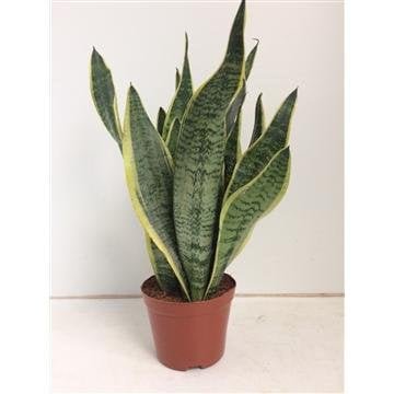 Sansevieria Futura Superba - Ø14cm - ↕40cm