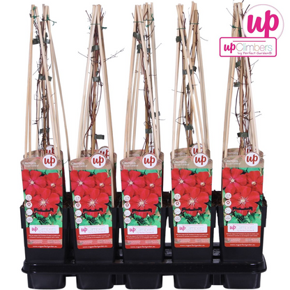 Clematis Rouge Cardinal - ↕65cm - Ø15