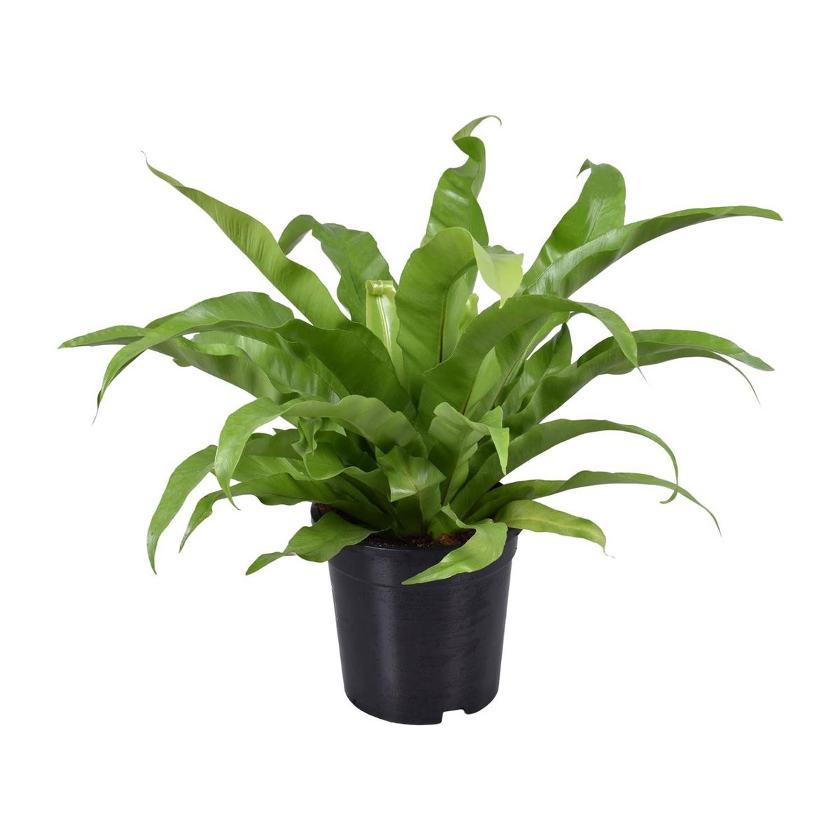 Asplenium Antiquum | [P17-H45]