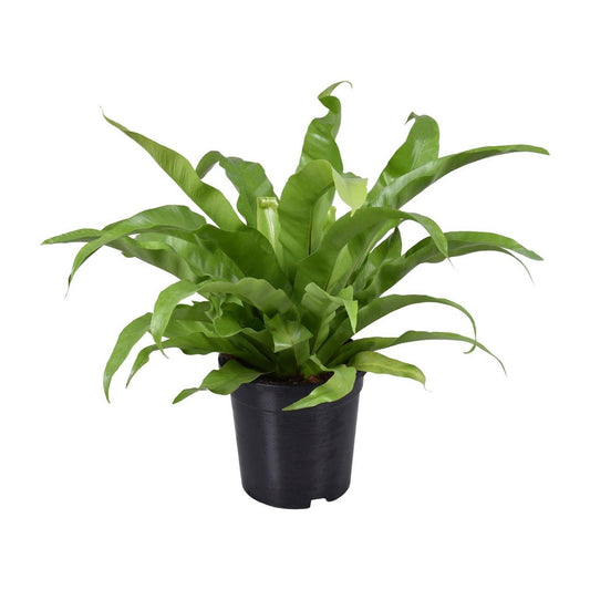 Asplenium Antiquum | [P17-H45]