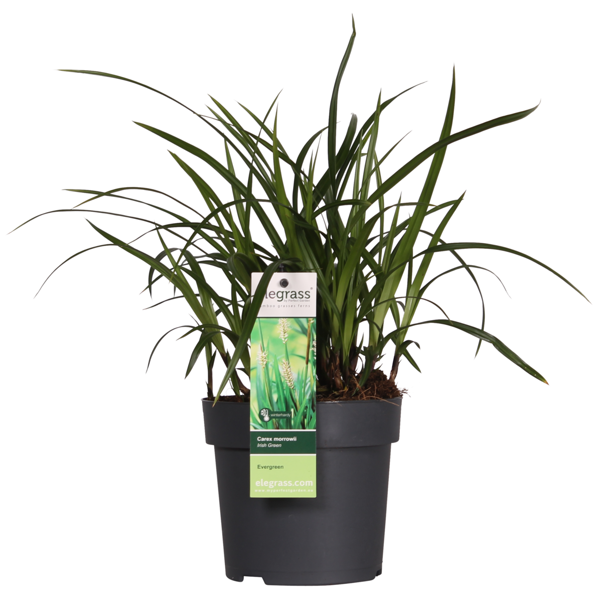 Carex morrowii Irish Green - Ø19cm - ↕40cm - Ø14 - ↨30cm