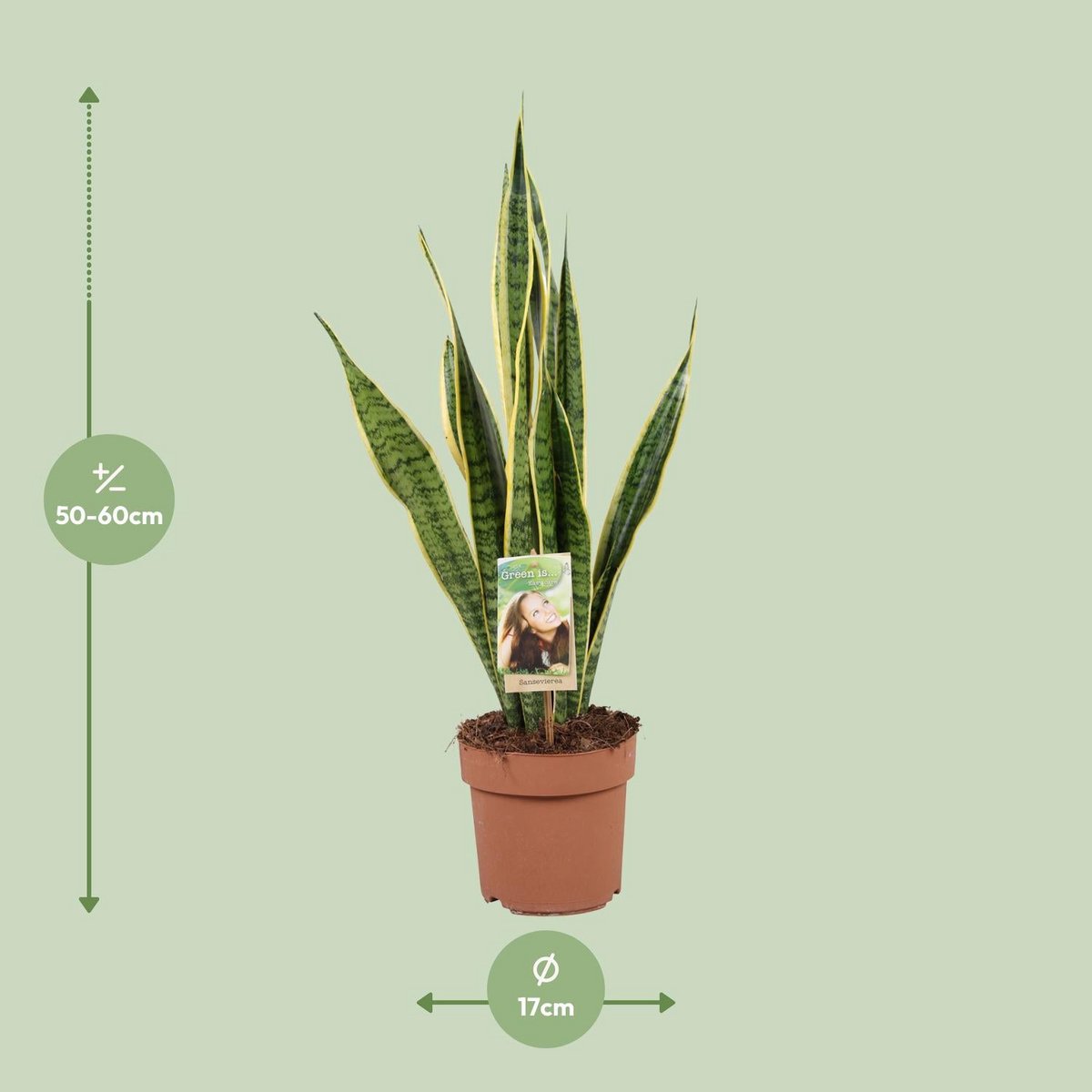 Sansevieria Laurentii | [P17-H60]
