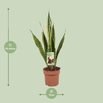 Sansevieria Laurentii | [P17-H60]