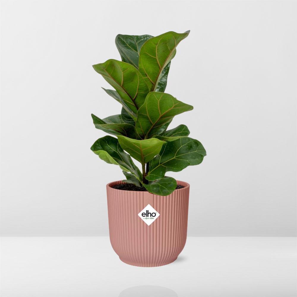 Ficus Lyrata 'Bambino' in ELHO Vibes Fold 14cm pink