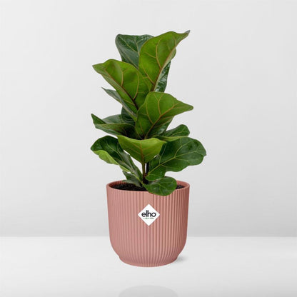 Ficus Lyrata 'Bambino' in ELHO Vibes Fold 14cm pink