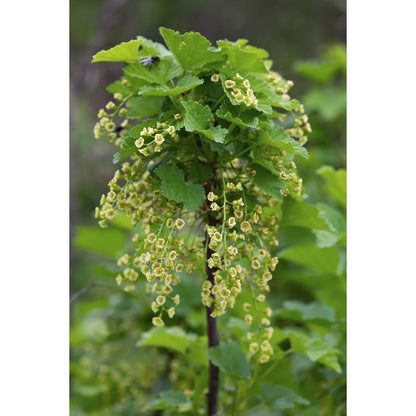 Ribes Rubrum 'Jonkheer van Tets' - ↕45cm - Ø13