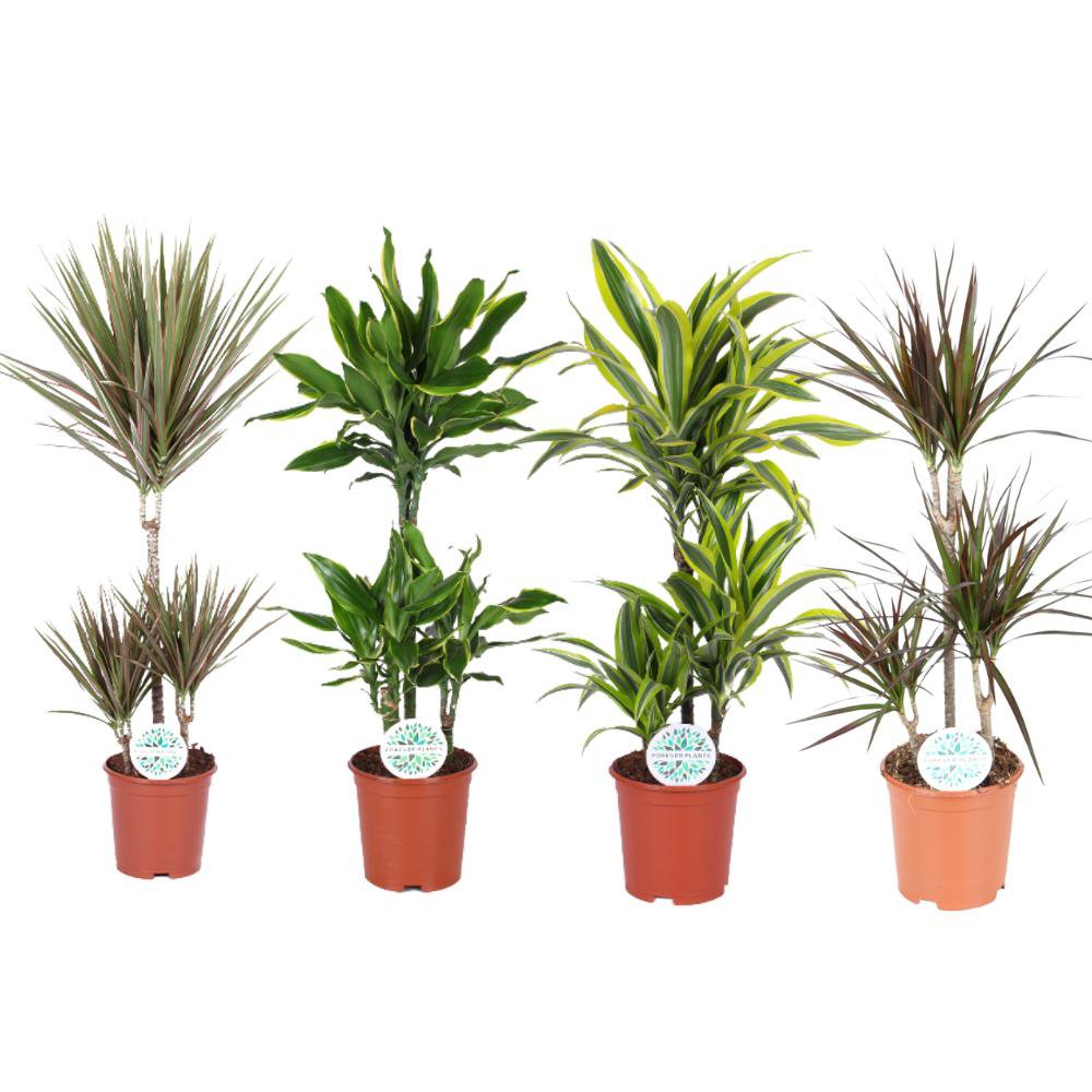 Dracaena Dreams - 4 pieces - Ø21cm - ↕90-95cm