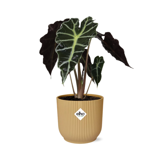 Alocasia ‘Polly’ in ELHO Vibes Fold 14cm geel