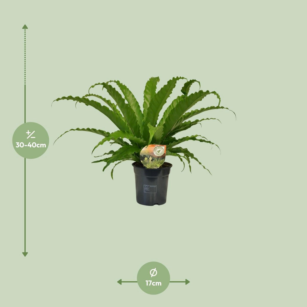 Asplenium Osaka | [P17-H40]