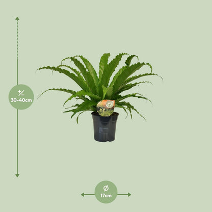 Asplenium Osaka | [P17-H40]