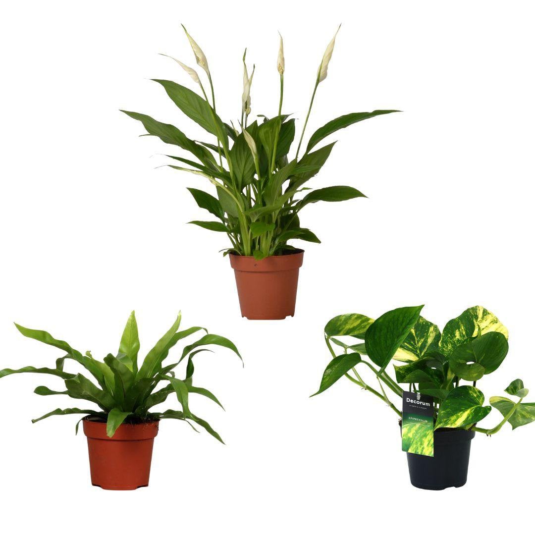 Air -purifying mix - 3 pieces - Ø12cm - ↕20/45cm