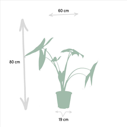 Monstera Deliciosa - ↨75cm - Ø21cm + Alocasia Zebrina - ↨75cm - Ø19cm + Strelitzia Nicolai - ↨85cm - Ø19cm