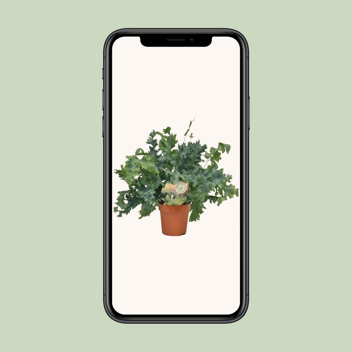 Phlebodium Davana | [P12-H35]