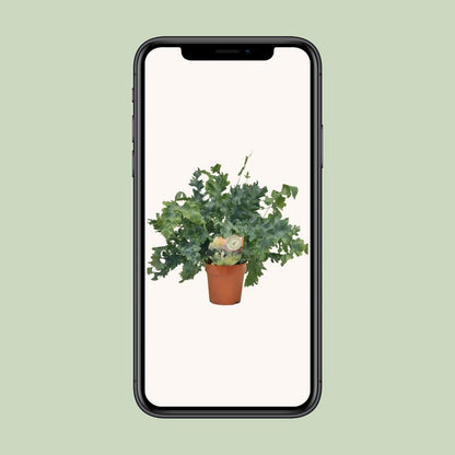 Phlebodium Davana | [P12-H35]