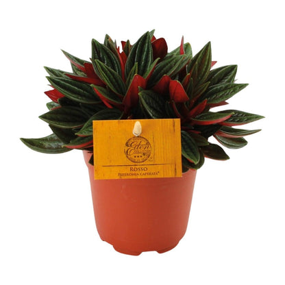 Red caperata peperomy - Ø11cm - ↕15cm