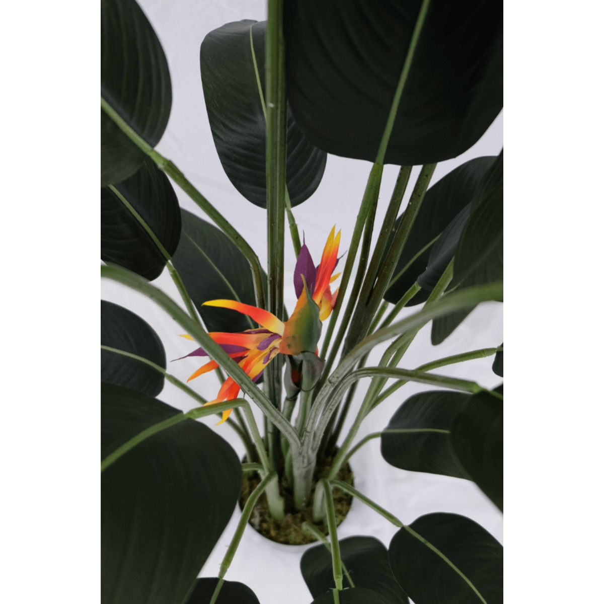 Artificial Strelitzia Plant With Flower 160cm