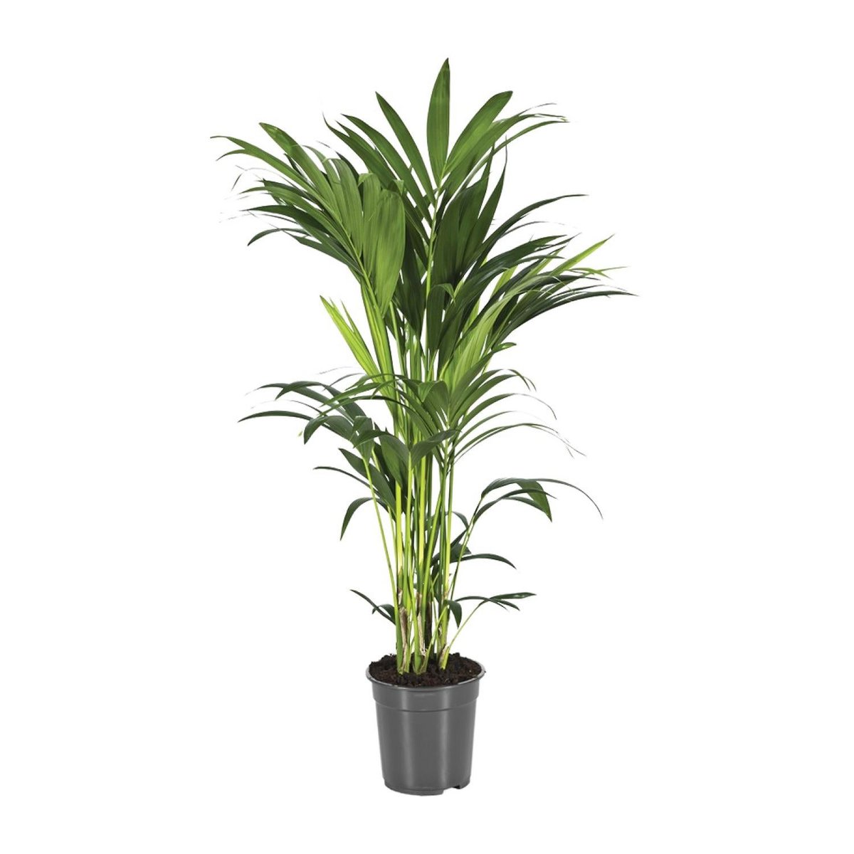 Howea Forsteriana - Ø21cm - ↕100cm