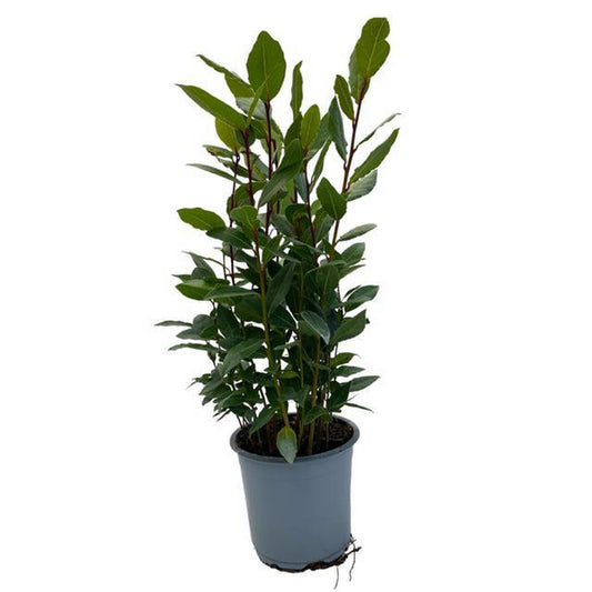 Laurus Nobilis - Ø14cm - ↕35cm