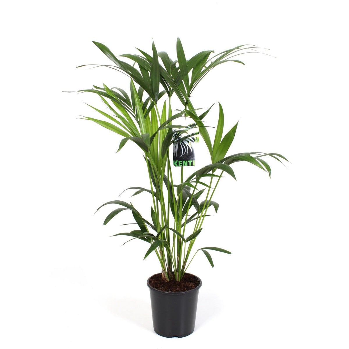 Howea Forsteriana - Ø19cm - ↕80cm