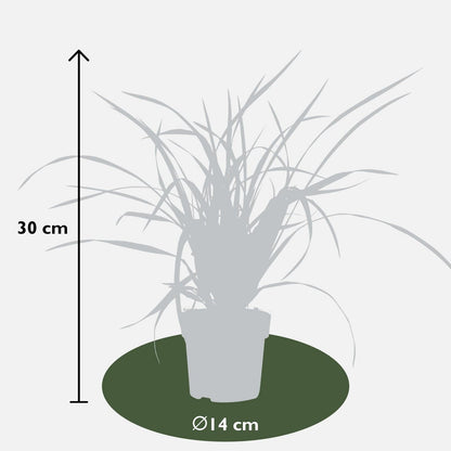 3x - Carex morrowii 'Irish Green' - ↨30cm - Ø14
