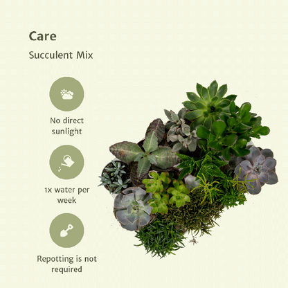Everpring - Succulent mix - 18 pieces - 10 cm - Ø8.5