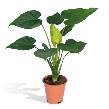 Alocasia Cucullata - Elephant's ear - Ø19cm -↕ 55cm